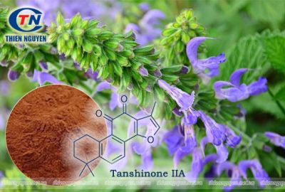 Tanshinone IIA - Hoạt chất bảo vệ tim mạch đầy hứa hẹn đến từ Đan sâm (P2)